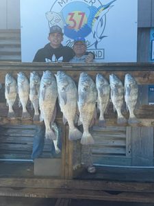 Nine black drum fish displayed on wooden cleaning station in Corpus Christi TX