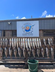 12 black drum and redfish in TX