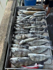 Fresh caught black drum and redfish in fishing cooler from Corpus Christi Texas charter