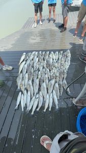Large catch of fish displayed on wooden dock in Corpus Christi TX