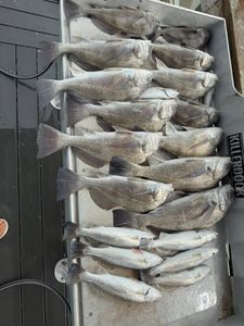 Fresh caught speckled trout and black drum arranged in cooler from Corpus Christi TX fishing trip