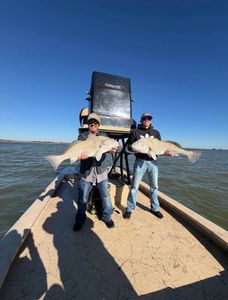 Two large black drum fish caught on fishing boat in Corpus Christi TX waters