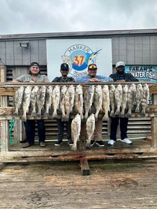Redfish and black drum caught in Corpus Christi