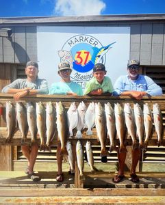 14 redfish and whiting, fishing in TX