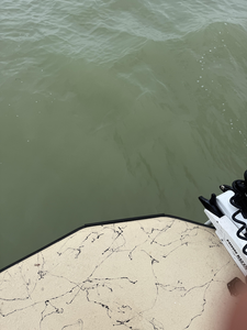 Massive stingray glides beneath the boat in Corpus Christi waters!