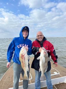 Two black drum fish caught fishing in TX