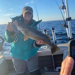 Lake Ontario's majestic Trout.