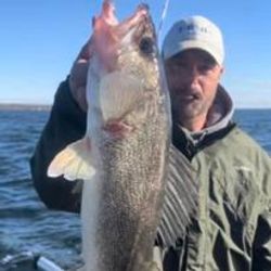 Splashing Walleye in Lake Ontario.