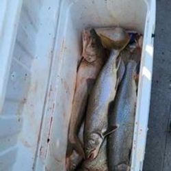 Lake Trout's conquest of Lake Ontario.