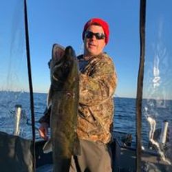 Chasing Walleye on Lake Ontario.