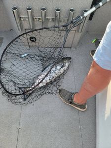 Large fishing net with caught fish on boat deck in Sackets Harbor NY