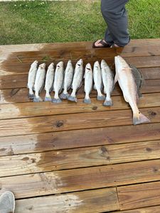 School of spotted weakfish and redfish in TX