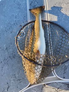 Fishing in Texas