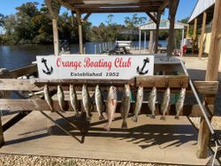 11 fish caught from a bridge in Bridge City