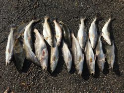 13 spotted weakfish caught in Bridge City