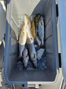 4 spotted weakfish caught in Texas