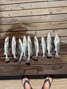 7 spotted weakfish caught in TX