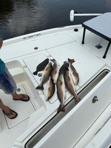 Three redfish caught in TX