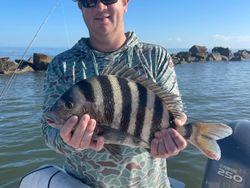 Sheepshead fish caught while fishing in Georgia