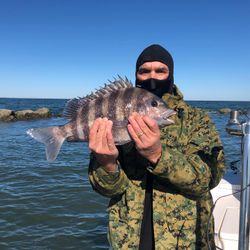 Sheepshead fish caught fishing in GA