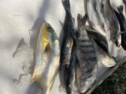 Three spotted weakfish caught fishing in St. Marys