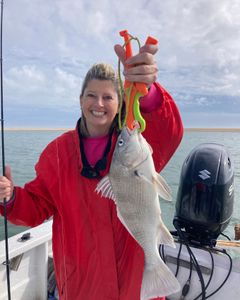 A person holding a large black drum fish caught in NC