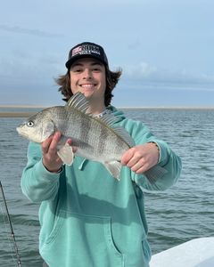 Angler catching a black drum fish in NC