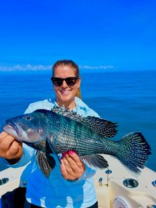 Black sea bass caught fishing in Morehead City NC