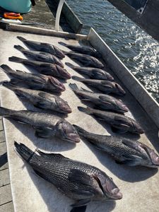 Fresh caught black sea bass laid out on boat deck in Morehead City NC