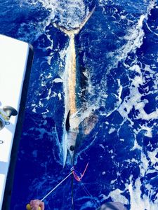 Blue marlin caught during fishing trip in Morehead City NC waters