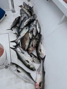 Fresh caught bluefish and Atlantic bonito laid out on boat deck in Morehead City NC