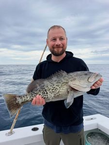 Gag grouper caught while fishing in Morehead City NC waters