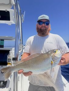 Greater amberjack caught while fishing in Morehead City NC waters