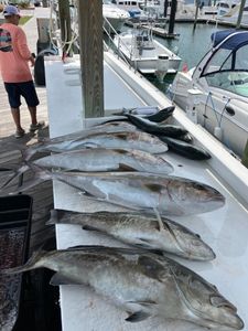 Fresh caught fish displayed on boat deck at Morehead City NC marina including Greater Amberjack