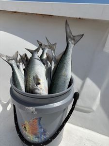 Fresh caught bluefish in bucket on boat deck in Morehead City NC
