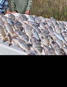 Three fish caught in Morehead City