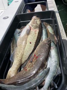 Fresh caught fish in cooler box on fishing boat in Morehead City NC