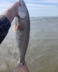 Redfish caught while fishing in NC