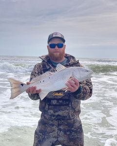 A redfish caught by an angler in Morehead City