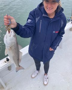 Redfish caught in Morehead City