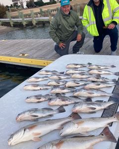 Five redfish caught in Morehead City