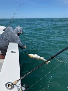 Tarpon being released back into green ocean waters during fishing trip in Morehead City NC