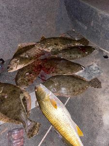 Flounder and Redfish Fishing in Texas