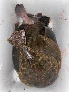 Flounder Fishing 2024, Book Your Trip Today!