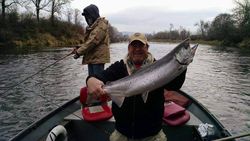 Chinook salmon, 22 inches long, caught by a person in Chehalis