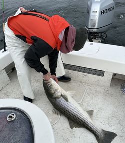 A striped bass caught while fishing in Norfolk