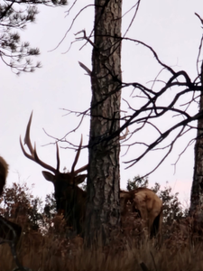 Hunting in NM
