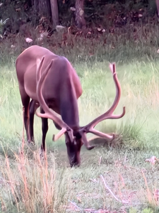 Hunting outdoors in NM
