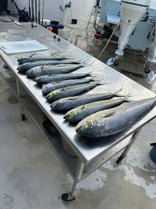 Three fish caught on a fishing tour in Florida