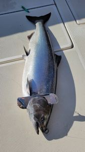 Pink Salmon fishing in MI